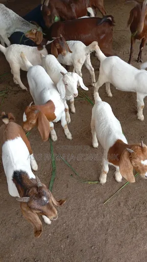 Pure Boer , Kalahari , Savannah and Sannen Goat (3 Months Old +)