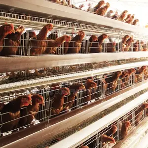 Imported 160 Birds Cage,Nipple Drinkers,Bell Drinkers