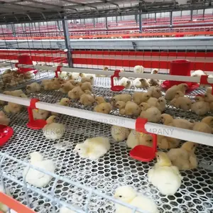 300 Capacity Broiler Cage Imported Type ,Transport Crate,Egg