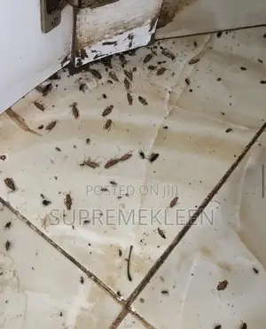 Pest Elimination Company in Ajah Lagos