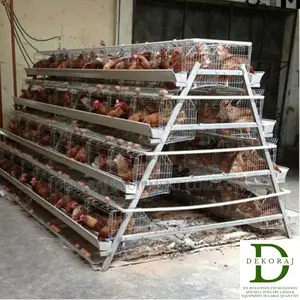 128 Capacity Poultry Cage, Chicken Feeder, Day Old Chicks