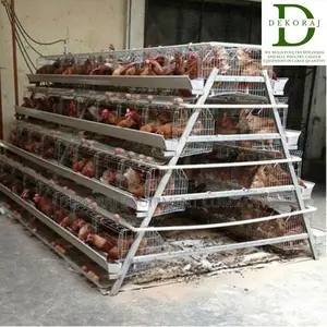 96 Capacity Import Poultry Cage, Automatic Drinkers, Broiler