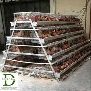 96 Capacity Poultry Cage, Chick Feeder, Chicken Feed