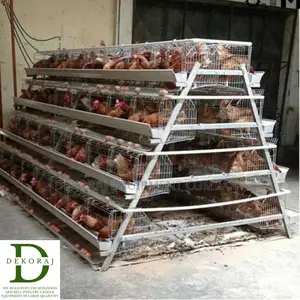96 Capacity Poultry Cage, Drinkers, Day Old Pullet
