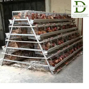 120 Capacity Imported Poultry Cage, Ear Tags, Point Of Lay