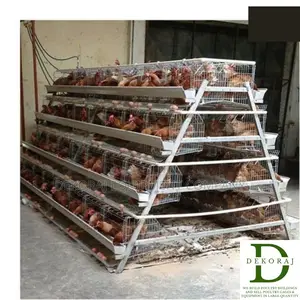 160 Capacity Poultry Cage, Layers, Bell Drinkers