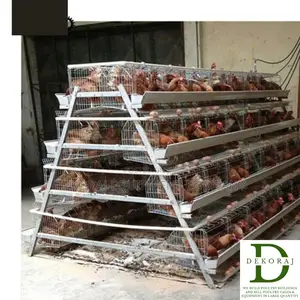 160 Capacity Poultry Cage, Day Old Chicks, Chick Feeder