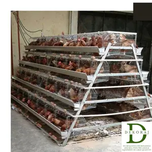120 Capacity Poultry Cage, Point Of Lay, Nipple Drinkers