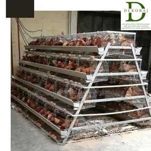 120 Capacity Poultry Cage, Chicken Cutter, Automatic Drinker
