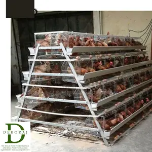 160 Capacity Poultry Cage, Gas Brooder, Drinkers