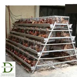 96 Capacity Poultry Cage, Chick Feeder, Layers