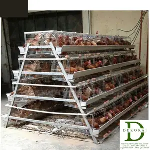 160 Capacity Poultry Cage, Chicken Drinker, Day Old Pullet