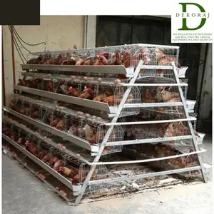 160 Capacity Poultry Cage, Day Old Broiler, Feedmill
