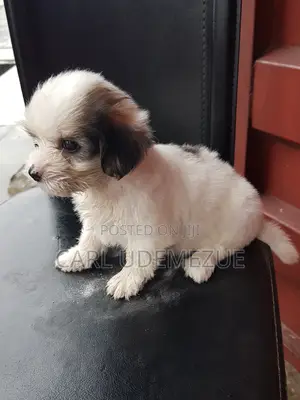 1-3 months Male Purebred Lhasa Apso