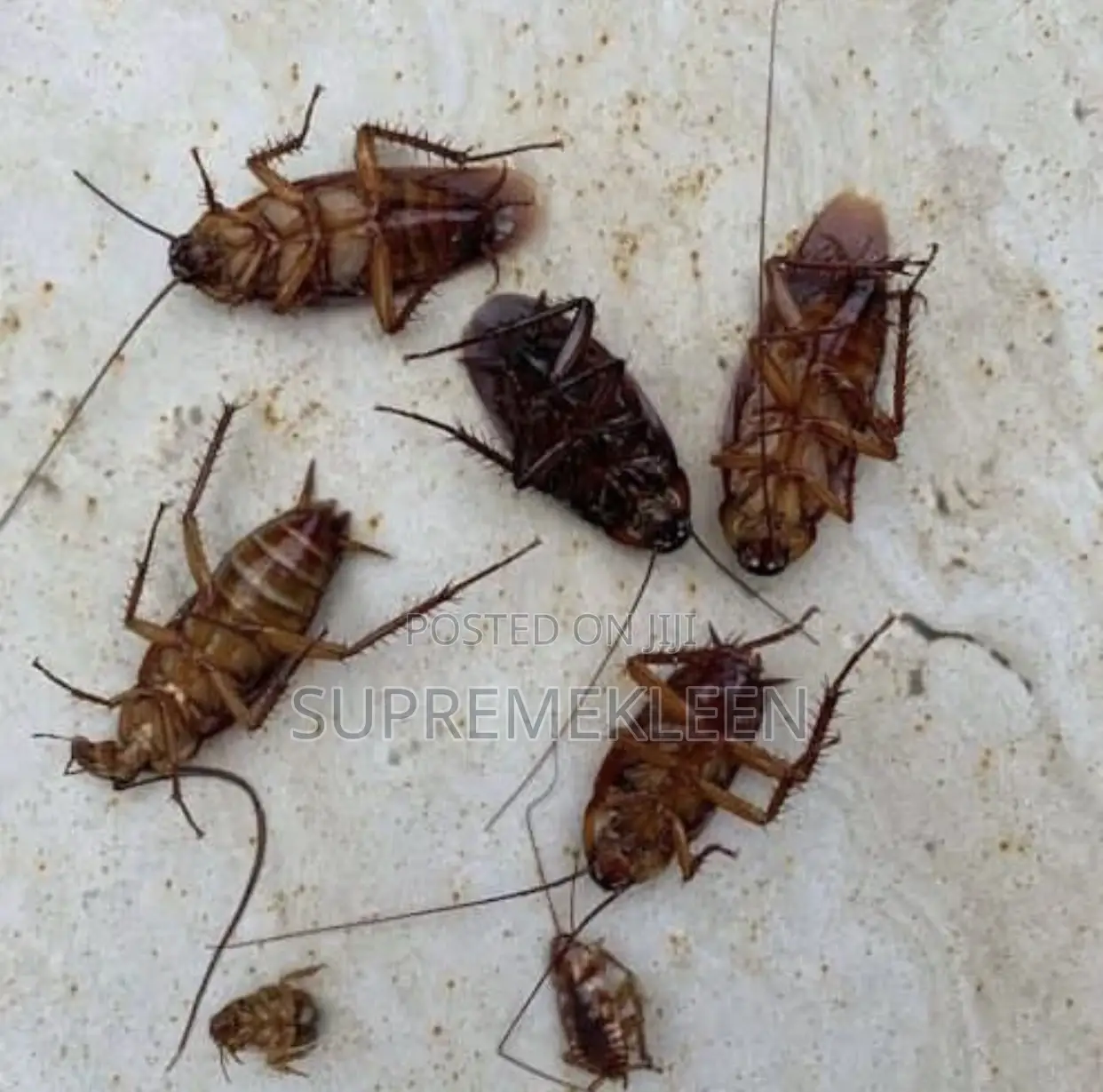 Fumigation Services Approved 