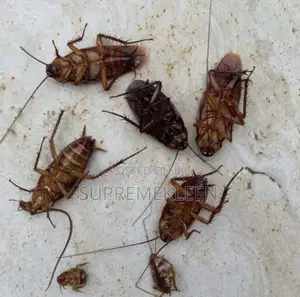 Fumigation Services Approved 