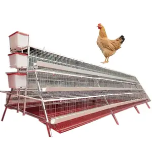 96 Birds Imported Layer Cage ,Bell Drinker,Day Old Chicks