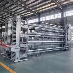 Automated Chicken Cage Experts In Nigeria