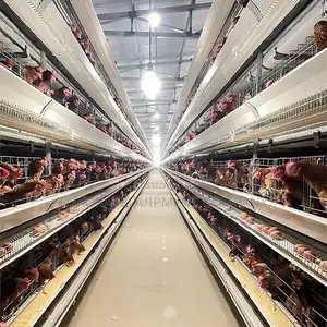 160 Automated Layer Cage With Auto Feeding,Cleaning,Egg Sys