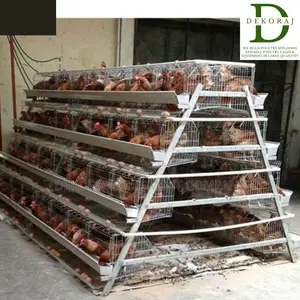 160 Capacity Poultry Cage, Ear Tags, Chicken Feeder