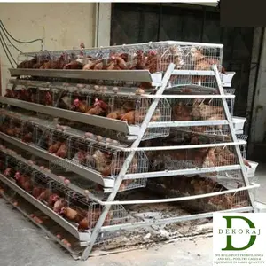 96 Capacity Poultry Cage, Nipple Drinkers, Broiler