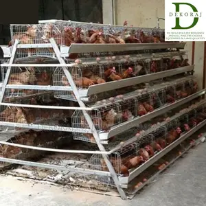 160 Capacity Poultry Cage For Layers