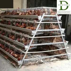 128 Capacity Poultry Cage, Day Old Pullet, Chicken Feeder