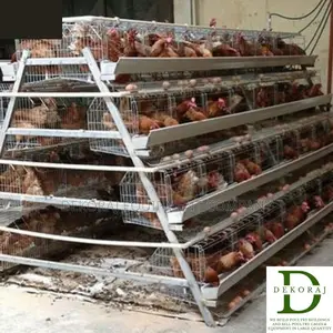 96 Capacity Poultry Cage, Feeders, Nipple Drinkers