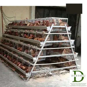 96 Capacity Poultry Cage, Automatic Drinkers, Broiler