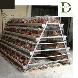 96 Capacity Poultry Cage, Nipple Drinkers, Feeders