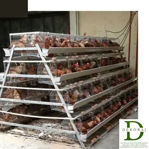 160 Capacity Poultry Cage, Bell Drinker, Day Old Chicks