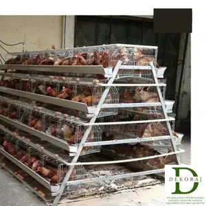 128 Capacity Poultry Cage, Point Of Lay, Chicken Feeder