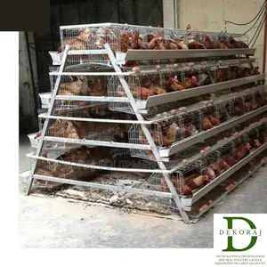 128 Capacity Poultry Cage, Day Old Broiler, Bell Drinkers