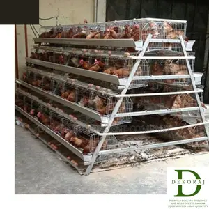 96 Capacity Poultry Cage, Chicken Feeder, Point Of Lay