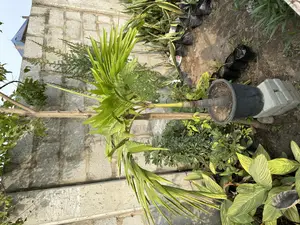 Female Palm Real Plants