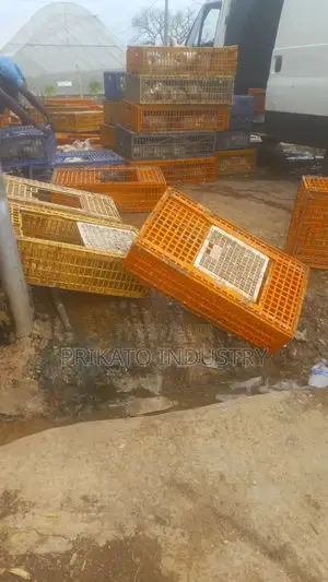 Boiler Chicken for Sell 500kg and Above