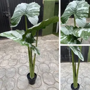 Buy Artificial Alocasia Cucullata Tree | 120cm