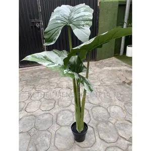 Buy Fake Alocasia Cucullata Tree | 120cm