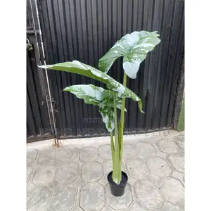 Fake/Artificial Alocasia Cucullata Tree | 120cm