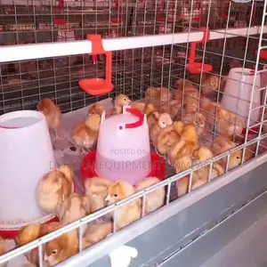 120 Capacity Direct China Factory Layer Cages Seller