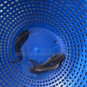 Catfish Hybrid Juveniles