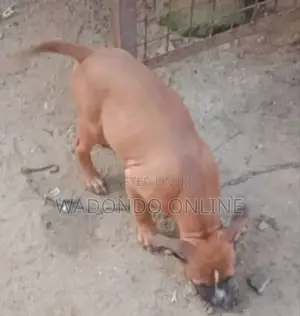 3-6 months Male Purebred American Pit Bull Terrier