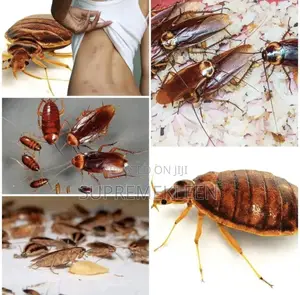 Fumigation Services, Pest Free Environment