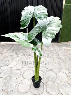 Alocasia Cucullata Plant 120cm in Height