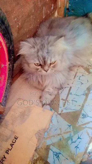 1+ year Male Purebred Persian