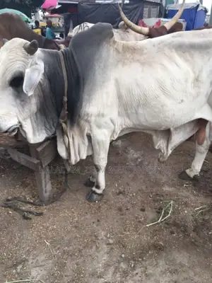 Halal Am_zeem Meat Sharing