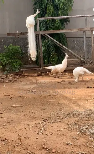 White Peacocks