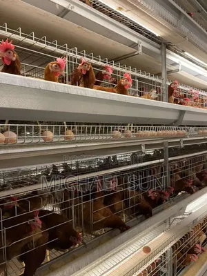 Battery Cage Imported Poultry Cage