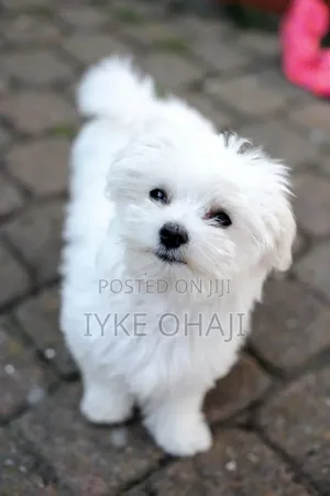 1-3 months Female Purebred Lhasa Apso