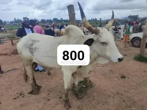 Live Cows Available